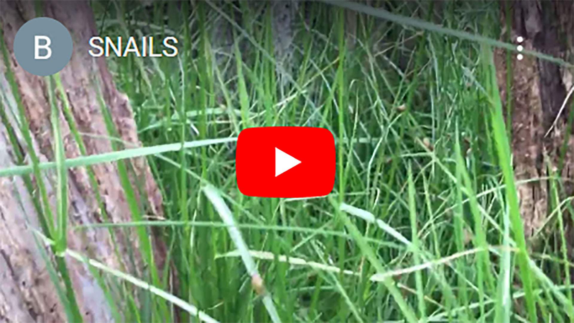 SNAILS