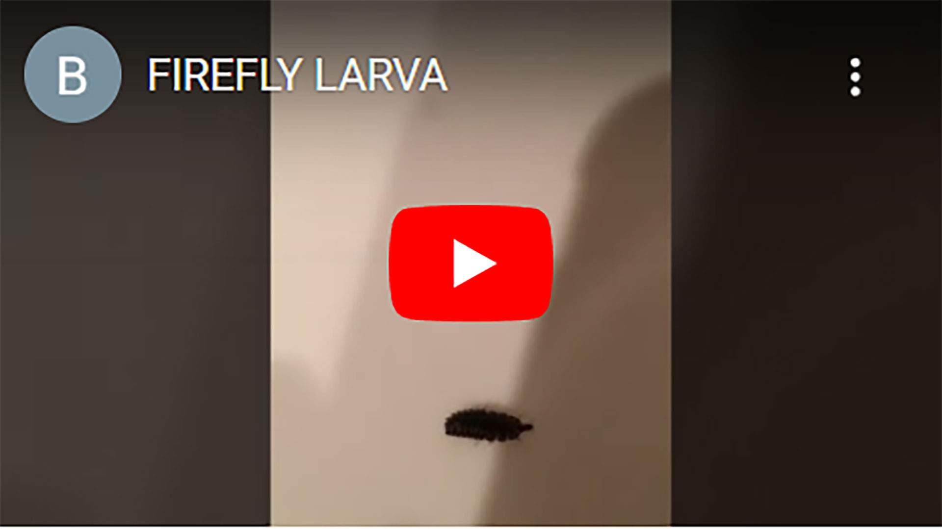 FIREFLY-LARVA