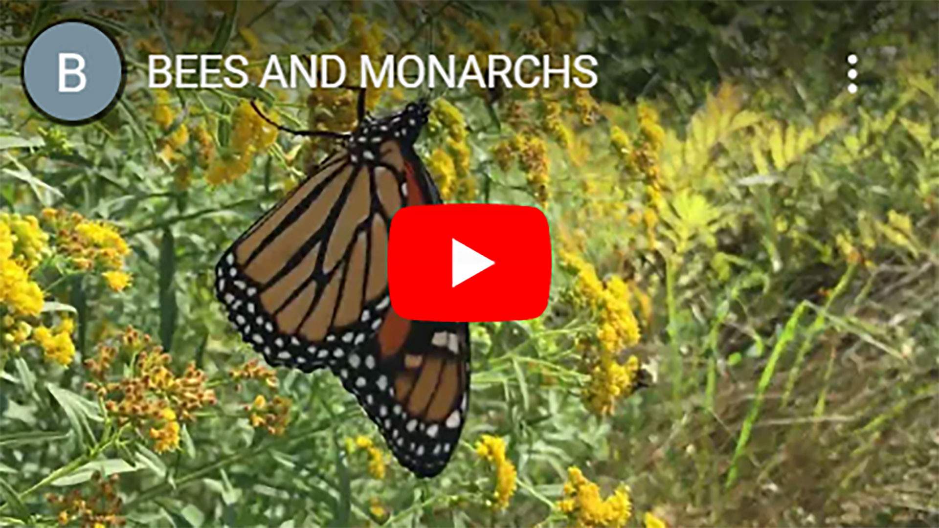 BEES-AND-MONARCHS