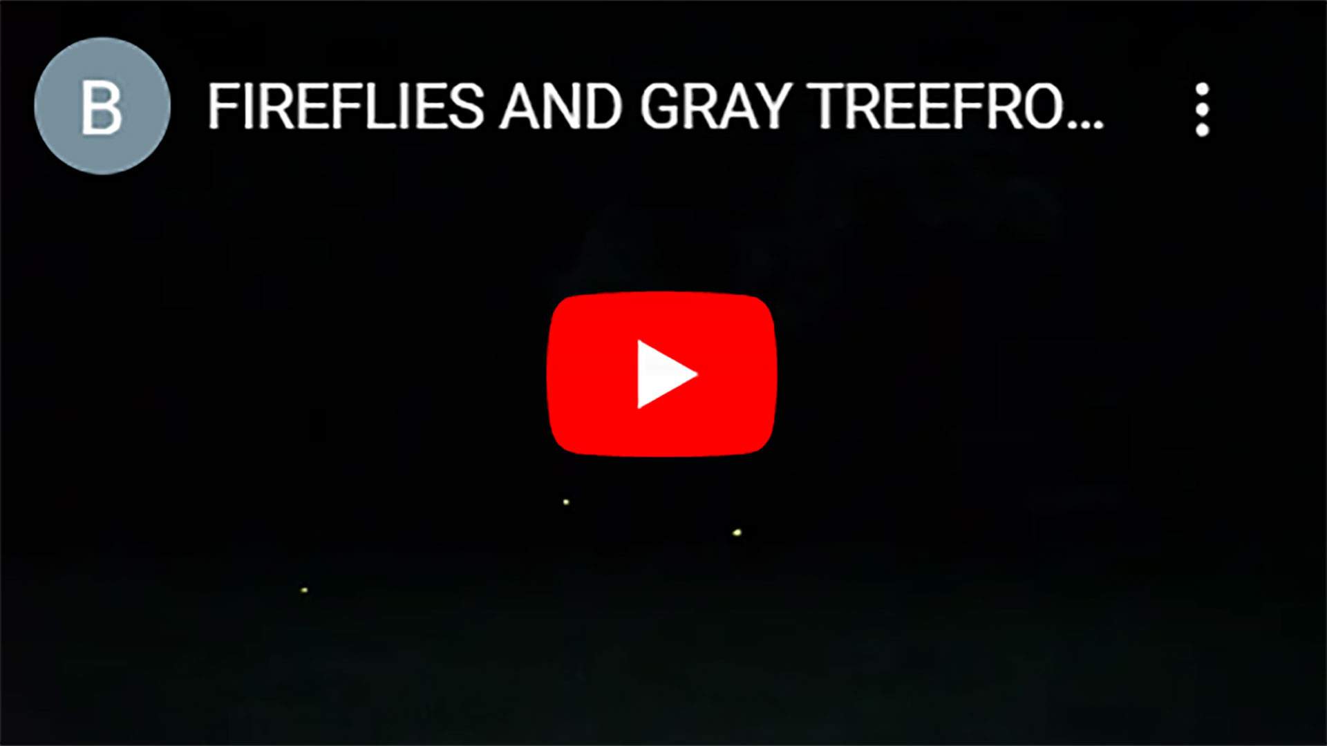 FIREFLIES-AND-GRAY-TREEFROGS