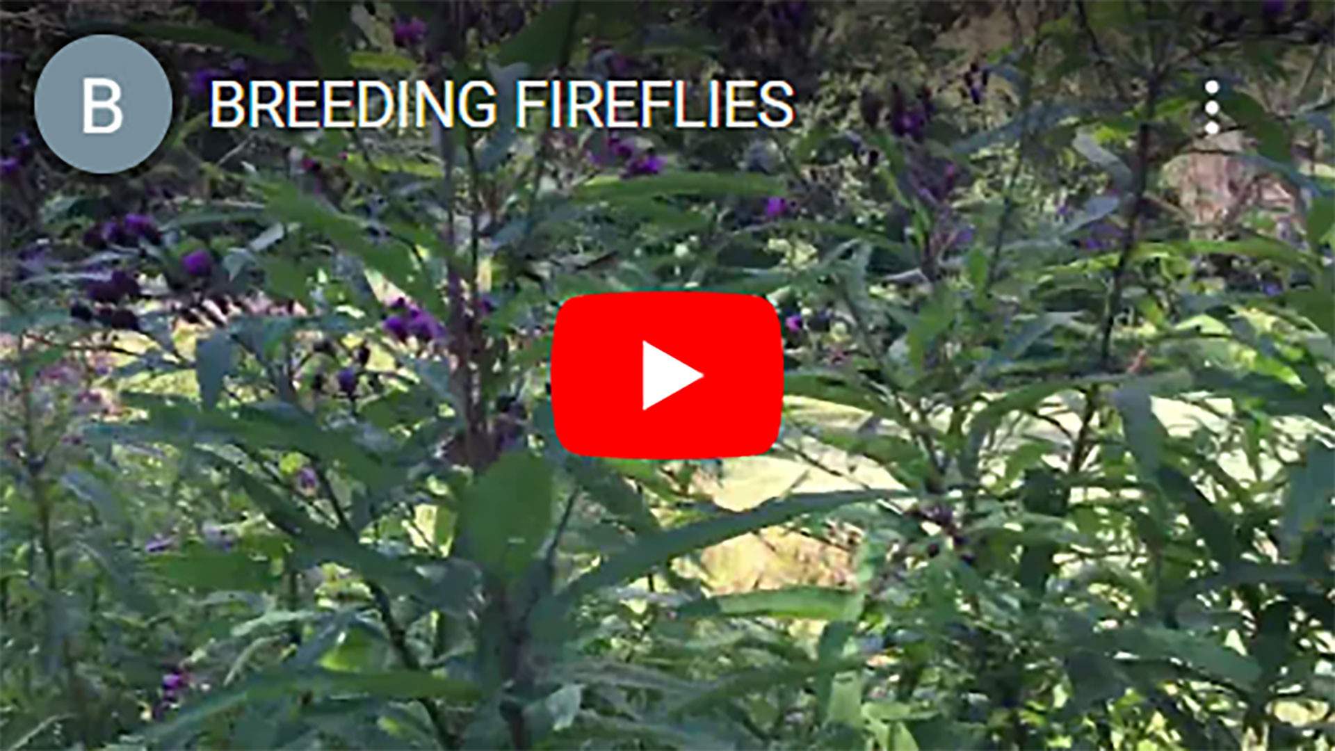 BREEDING-FIREFLIES