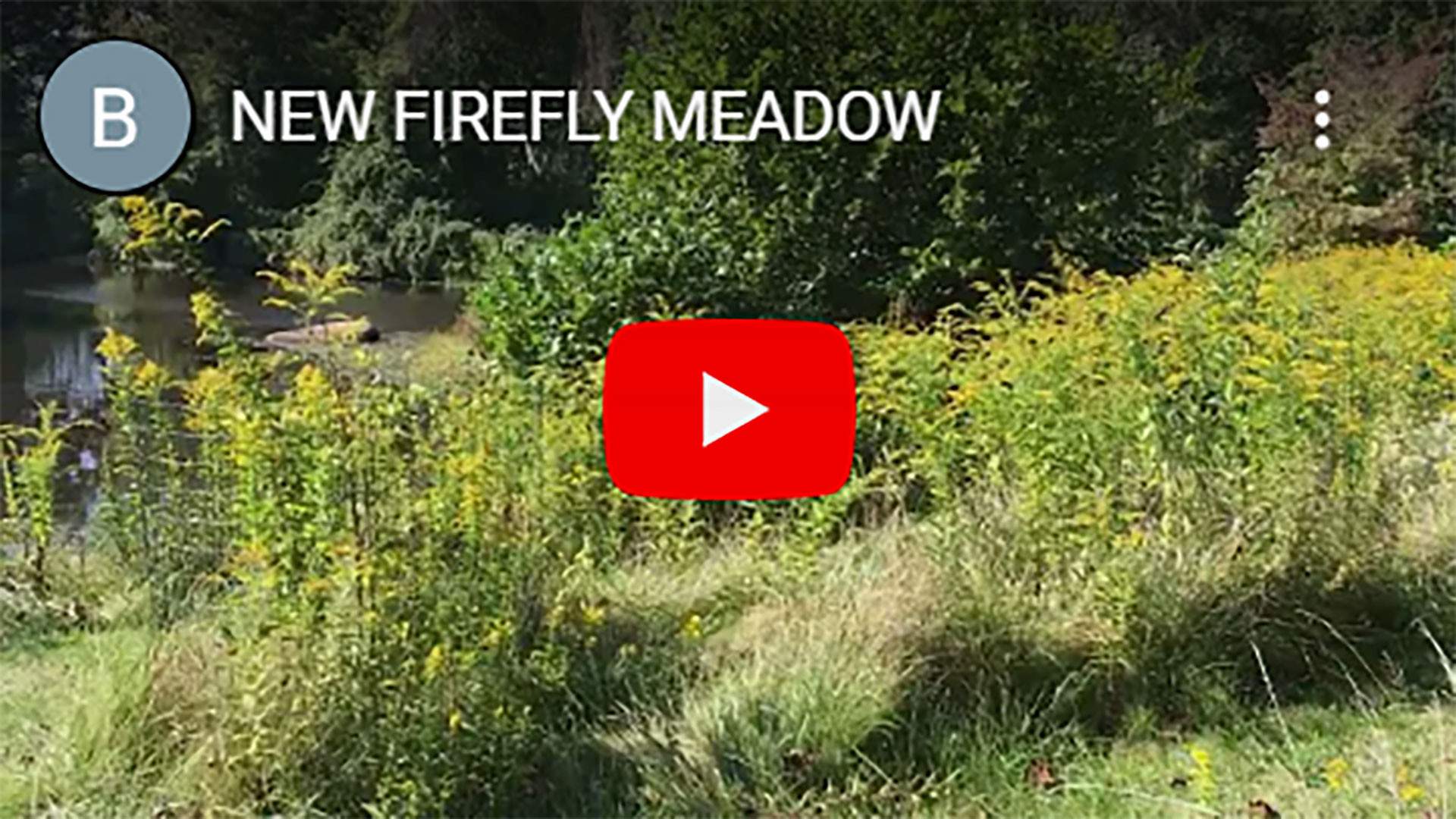 NEW-FIREFLY-MEADOW