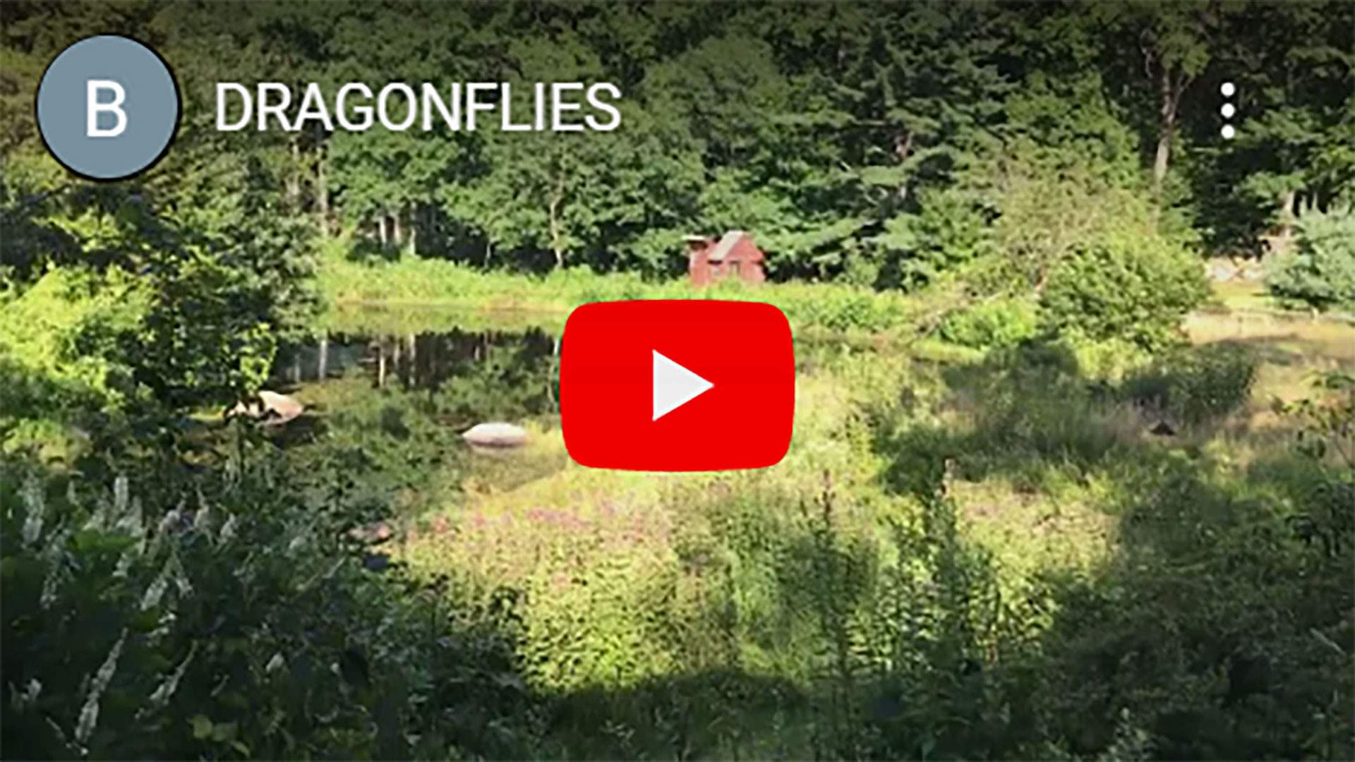 DRAGONFLIES