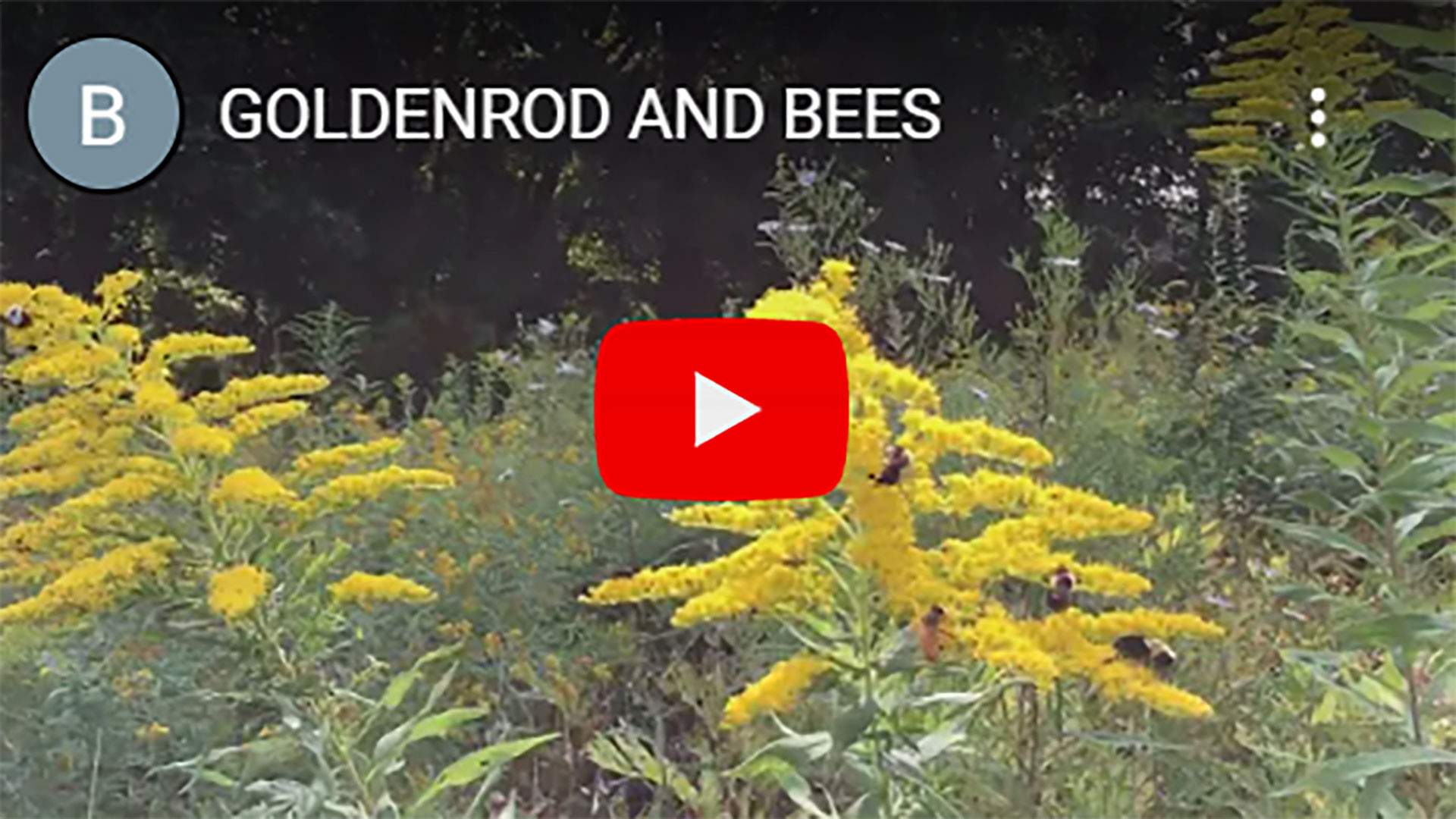 GOLDENROD-AND-BEES