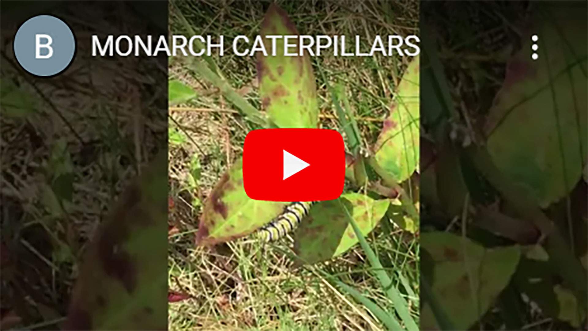 MONARCH-CATERPILLARS