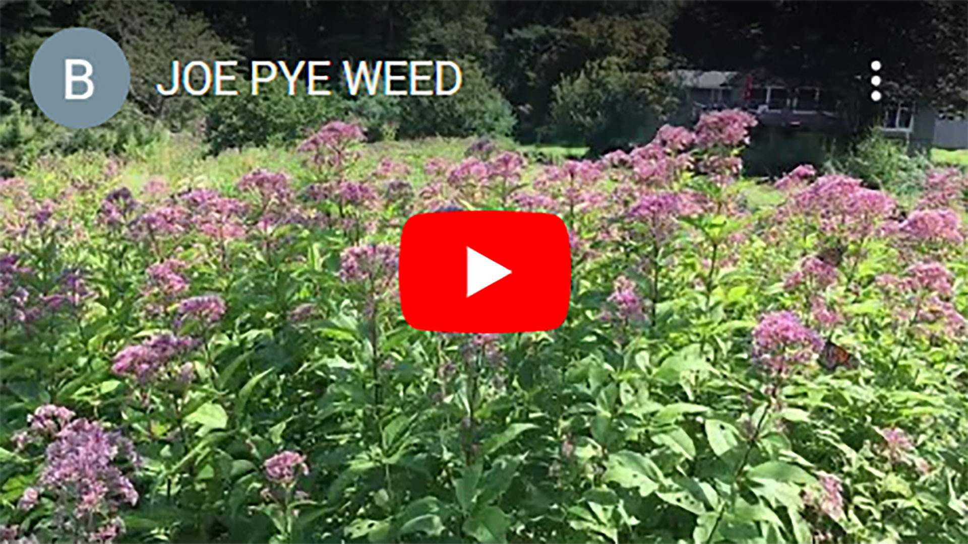 JOE-PYE-WEED