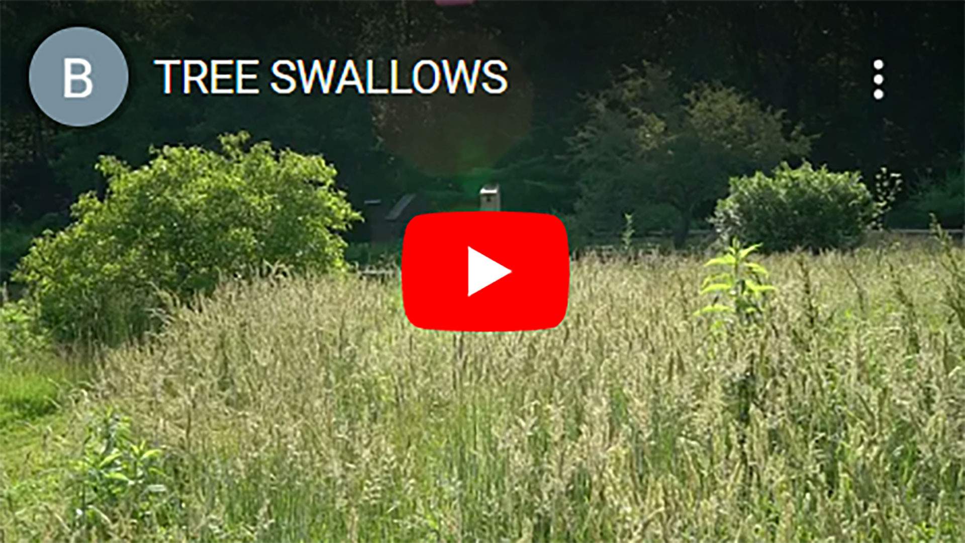 TREE-SWALLOWS